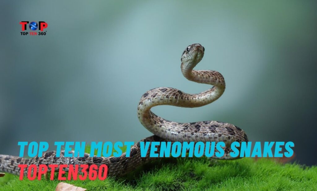 Top Ten Most Venomous Snakes | TopTen360