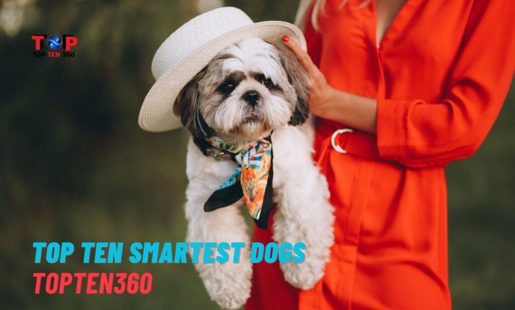 Top Ten Smartest Dogs | TopTen360